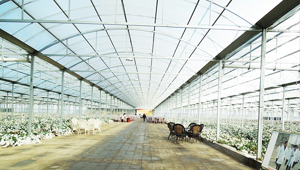 廊坊永清10萬平米菊花PC陽光板溫室 廊坊永清10萬平米菊花PC陽光板溫室